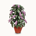 Load image into Gallery viewer, Potted Amethyst Wisteria Plant Silk Flowering Houseplant Vintage Arlene Bellinger