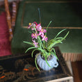 Load image into Gallery viewer, Small potted orchid on a decorative surface with a blurred background
