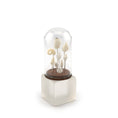 Load image into Gallery viewer, Wendy Smale Coastal Shell Specimen Cloche Display Beautiful