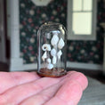 Load image into Gallery viewer, Wendy Smale Coastal Shell Specimen Cloche Display Beautiful