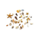 Load image into Gallery viewer, Miniature Natural Seashell & Starfish Specimen Collection