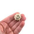 Load image into Gallery viewer, Miniature Shell Flower Sculpture OOAK Maritime Curiosity