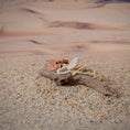 Load image into Gallery viewer, Miniature Coastal Driftwood Vignette with Crab & Shells #2