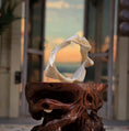Load image into Gallery viewer, Unique Miniature Real Baby Bramble Shark Jaw Specimen for Display
