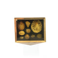 Load image into Gallery viewer, Miniature Mounted Micro Seashell Specimen Shadowbox #4