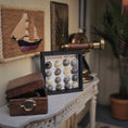 Load image into Gallery viewer, Littorina Variants Micro Sea Shell Specimen Display Miniature OOAK