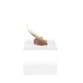 Load image into Gallery viewer, Miniature Mantis Shrimp Specimen on Natural Rock Art Display