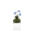 Load image into Gallery viewer, Miniature Sandra Manring Lily of the Nile Flowers in John Alameda Planter