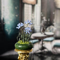 Load image into Gallery viewer, Miniature Sandra Manring Lily of the Nile Flowers in John Alameda Planter