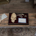 Load image into Gallery viewer, Miniature Skull and Bone Specimen Tray Scientific Medical Decor