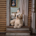 Load image into Gallery viewer, Tina Sanschagrin Goldendoodle Dog 1:12 Miniature Artisan Animal Wool & Clay