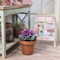 Load image into Gallery viewer, Potted Purple Realistic Ornamental Cabbage Hand Sculpted Clay Flowering Plant Signed
