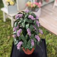Load image into Gallery viewer, Potted Amethyst Wisteria Plant Silk Flowering Houseplant Vintage Arlene Bellinger