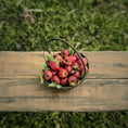 Load image into Gallery viewer, Gosia Suchodolska IGMA Artisan Miniature Apple Harvest Basket Exclusive