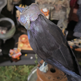 Load image into Gallery viewer, Raven Crow Bird Sculpture OOAK Sculpted Halloween Art on Vintage Thread Spool, Human Face