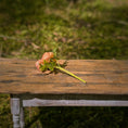 Load image into Gallery viewer, Gosia Suchodolska IGMA Artisan Miniature Coral Triple Stem Rose Arrangement Magpie Exclusive