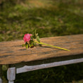 Load image into Gallery viewer, Gosia Suchodolska IGMA Artisan Miniature Deep Pink Triple Stem Rose Arrangement Magpie Exclusive