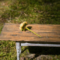Load image into Gallery viewer, Gosia Suchodolska IGMA Artisan Miniature Soft Yellow Triple Stem Rose Arrangement Magpie Exclusive