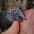 Load image into Gallery viewer, Raven Crow Bird Sculpture OOAK Sculpted Halloween Art on Vintage Thread Spool, Human Face
