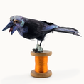 Load image into Gallery viewer, Raven Crow Bird Sculpture OOAK Sculpted Halloween Art on Vintage Thread Spool, Human Face
