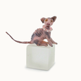 Load image into Gallery viewer, Hairless Spotted Sphynx Pink Grey Cat Spooky OOAK Artisan Miniature Dollhouse Pet Figure
