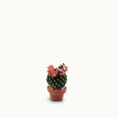 Load image into Gallery viewer, Pink Flowering Mammillaria Cactus Plant in Terracotta Planter with Butterfly Realistic
