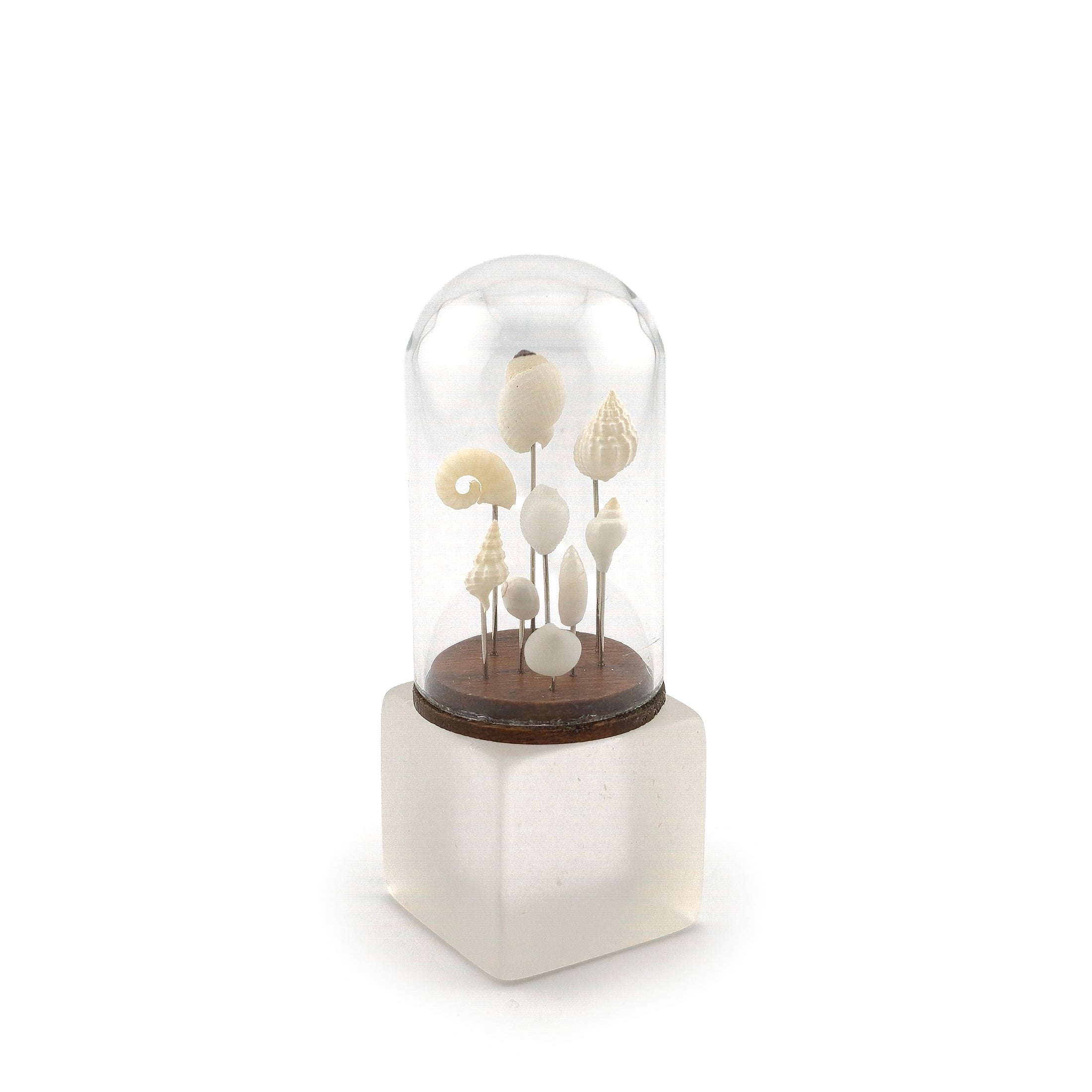 Wendy Smale Coastal Shell Specimen Cloche Display Beautiful