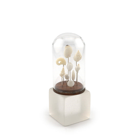 Wendy Smale Coastal Shell Specimen Cloche Display Beautiful