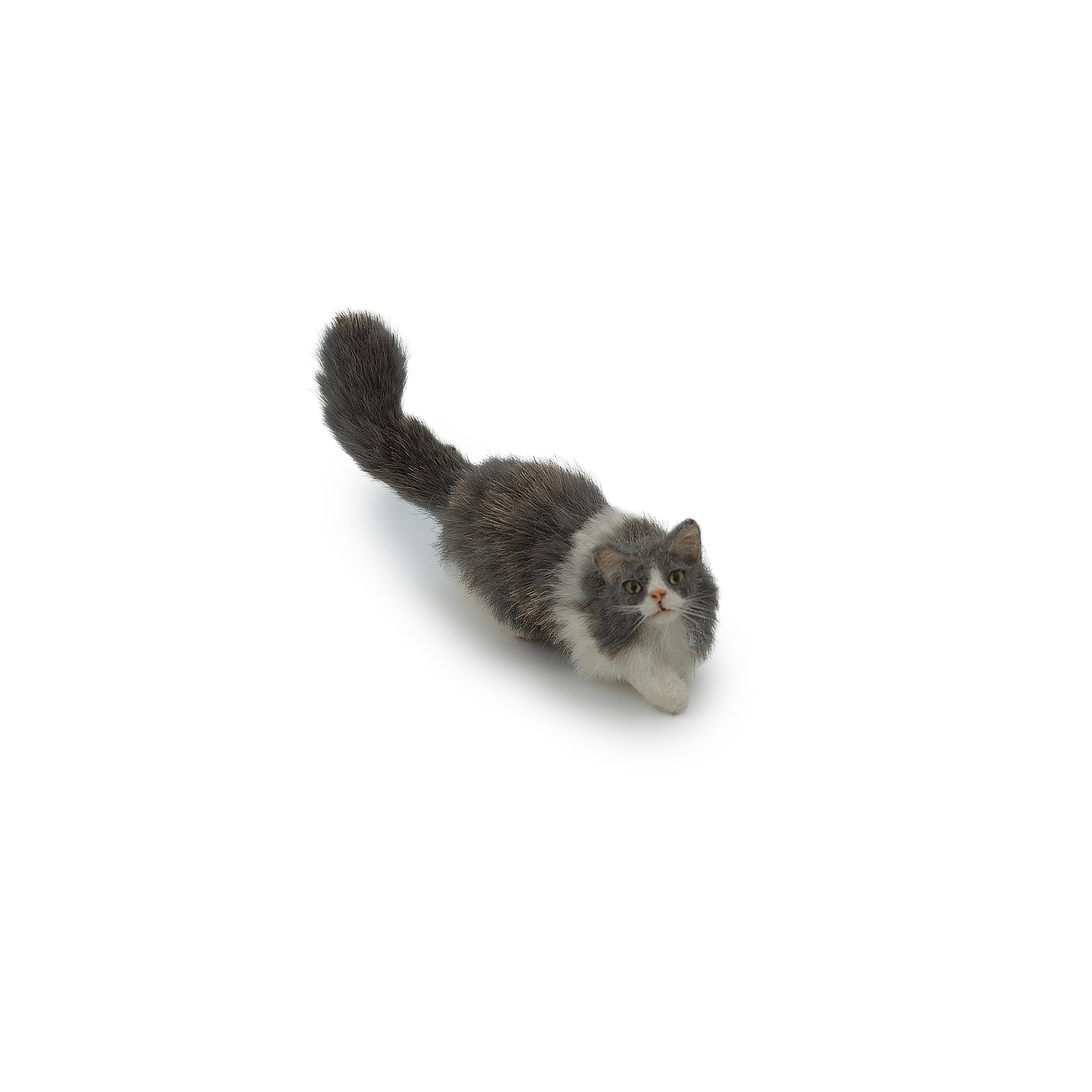 Axel Grey & White Long Haired Cat in Hunting Pose Ready to Pounce