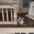 Load image into Gallery viewer, Axel Grey & White Long Haired Cat in Hunting Pose Ready to Pounce
