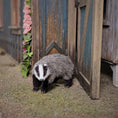 Load image into Gallery viewer, Takanashi Takumi OOAK Miniature Badger Animal Figure
