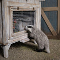Load image into Gallery viewer, Takanashi Takumi OOAK Miniature Badger Animal Figure
