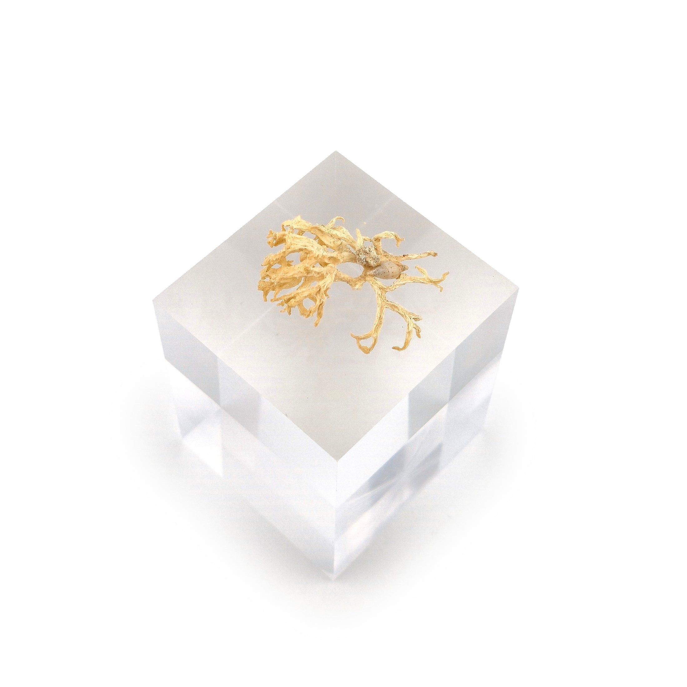 Miniature Natural Lace Coral Specimen with Micro Seashell Display