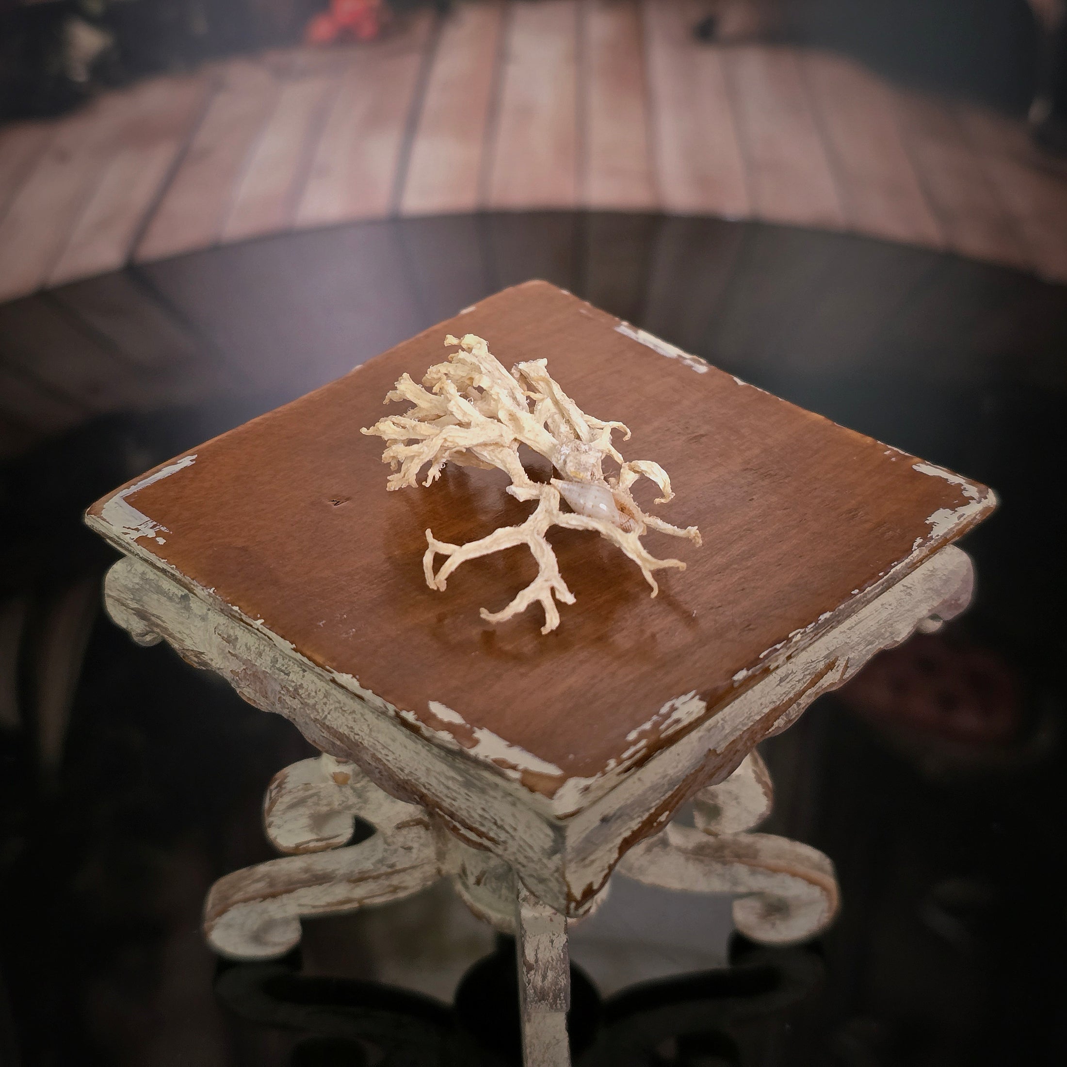 Miniature Natural Lace Coral Specimen with Micro Seashell Display