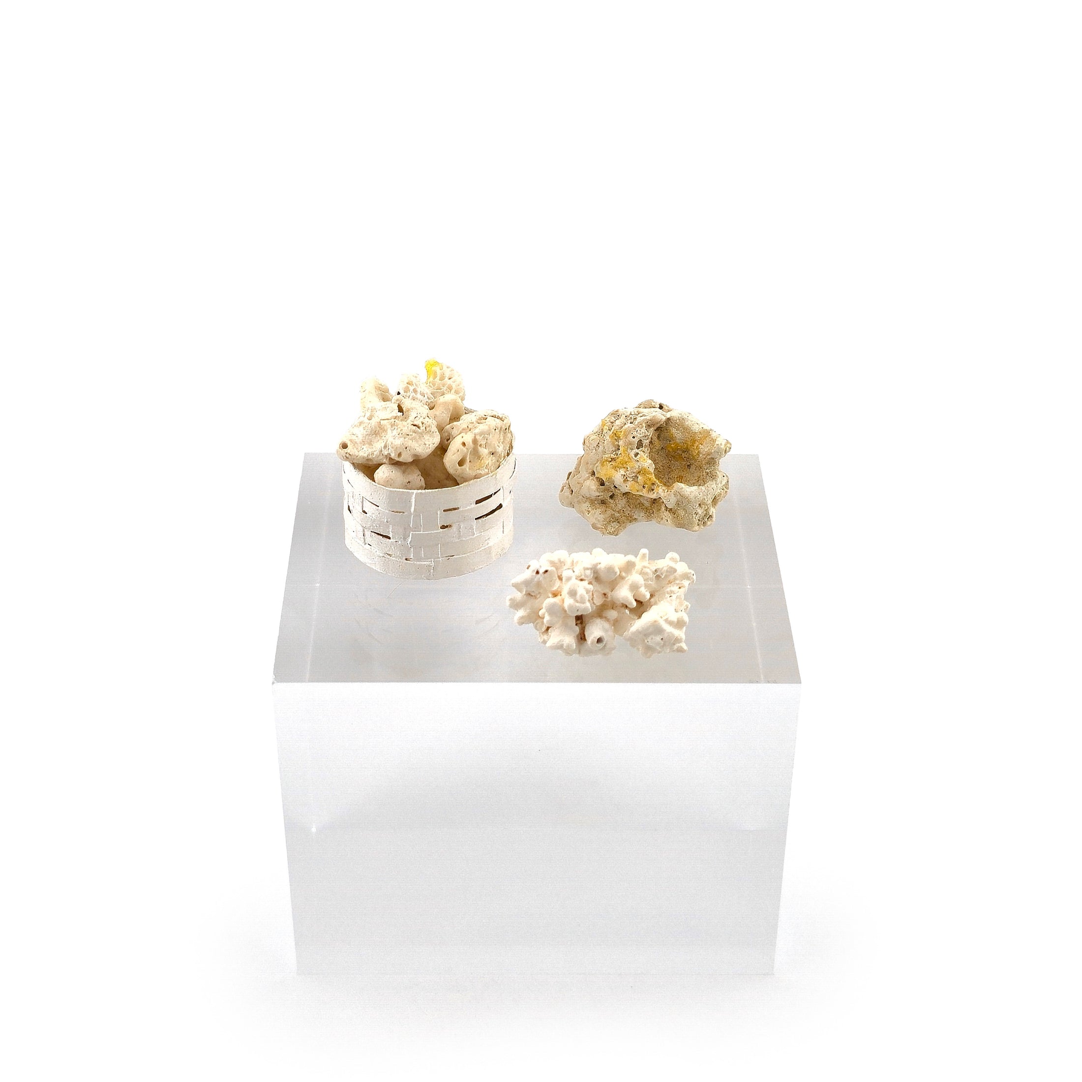 Miniature Coral Specimen Collection in Basket & Loose Coral Pieces Set