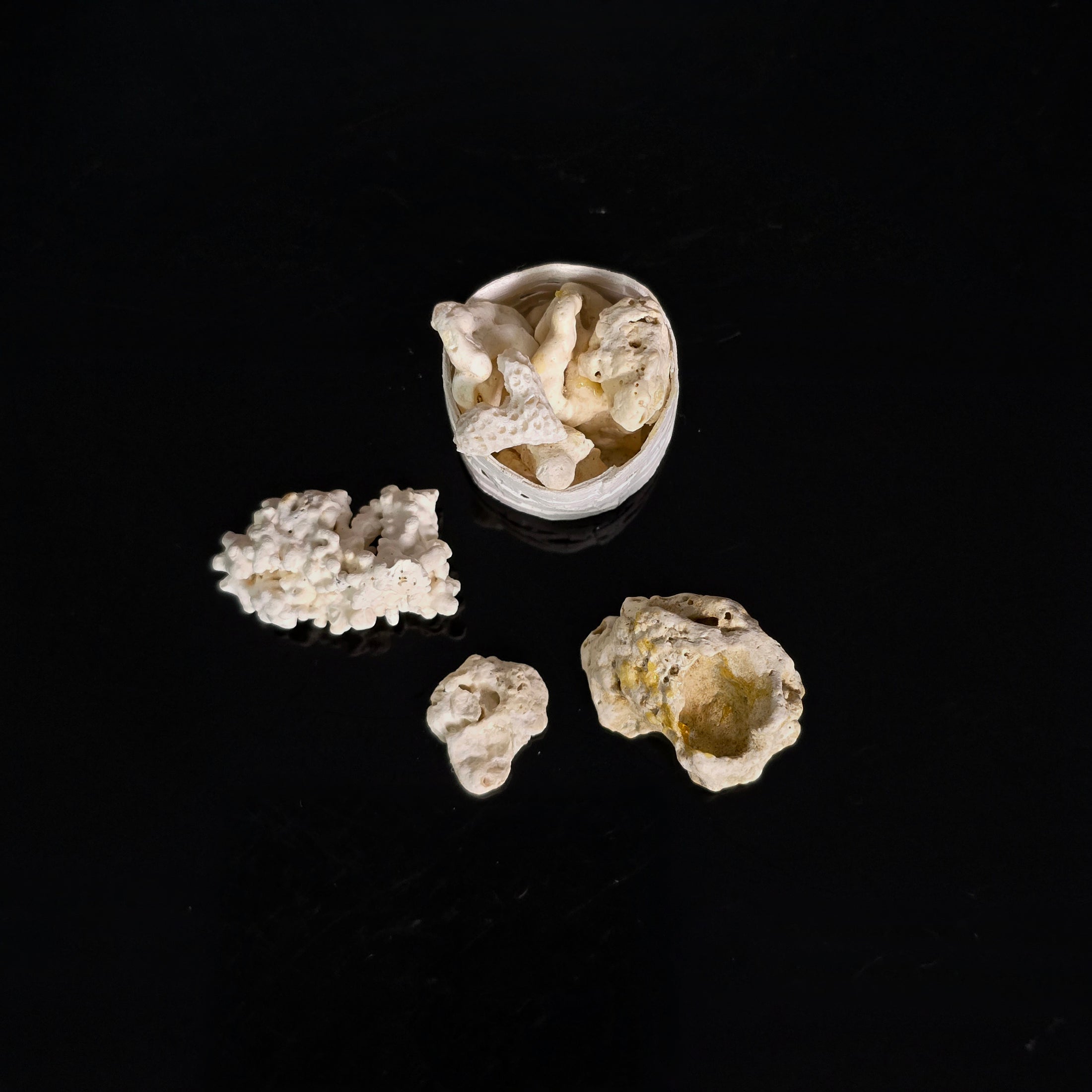 Miniature Coral Specimen Collection in Basket & Loose Coral Pieces Set