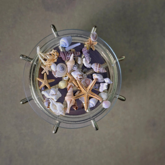 Miniature Natural Seashell & Starfish Specimen Collection