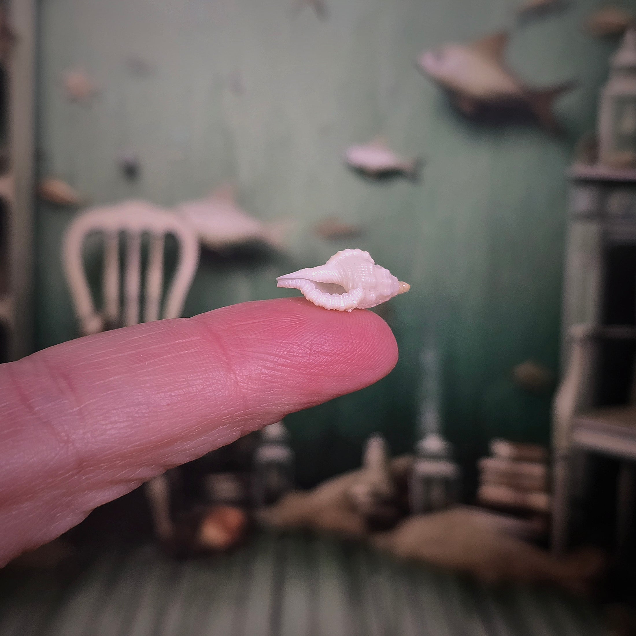 Miniature Natural Seashell & Starfish Specimen Collection