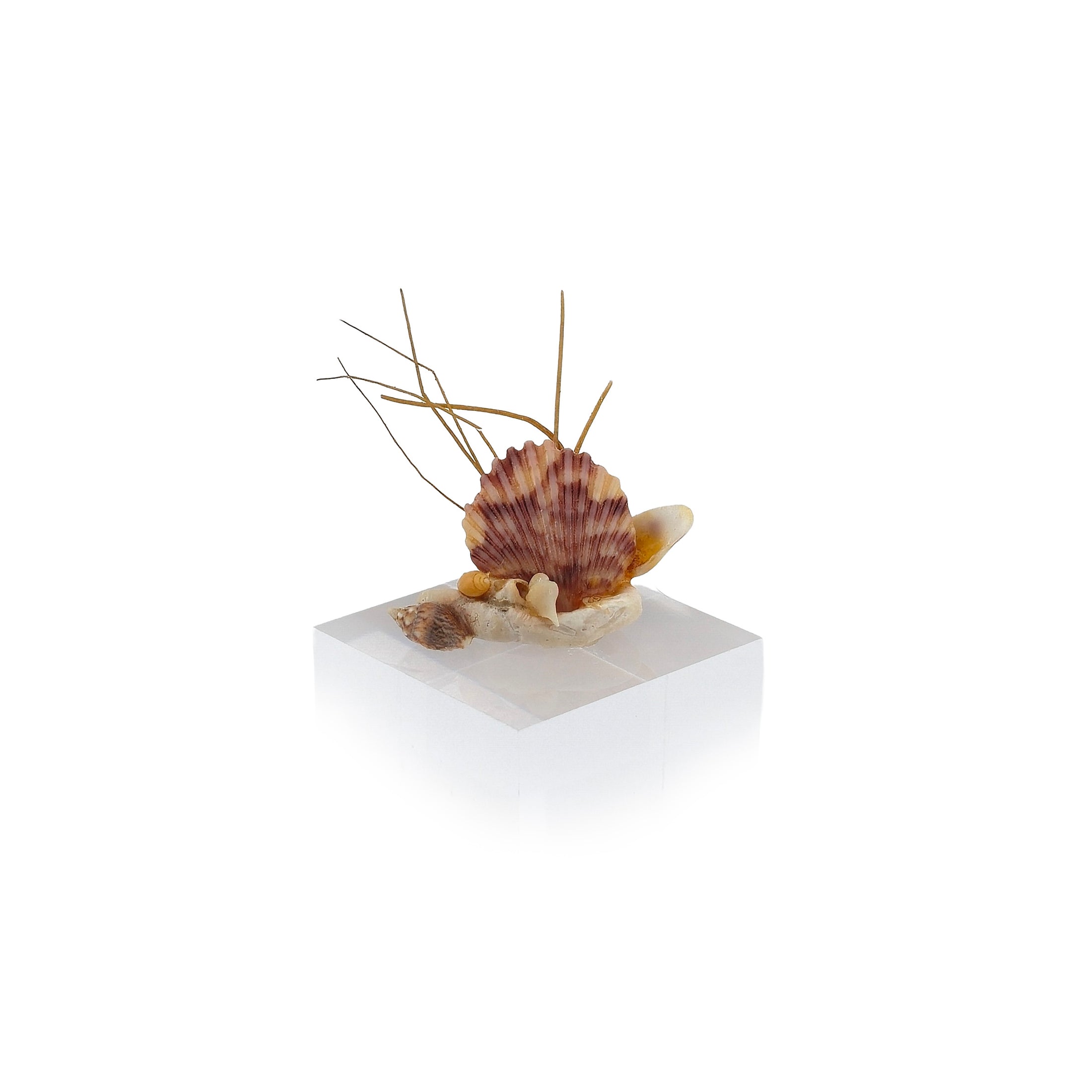 Miniature Shell Sailboat Sculpture OOAK Maritime Decor Display