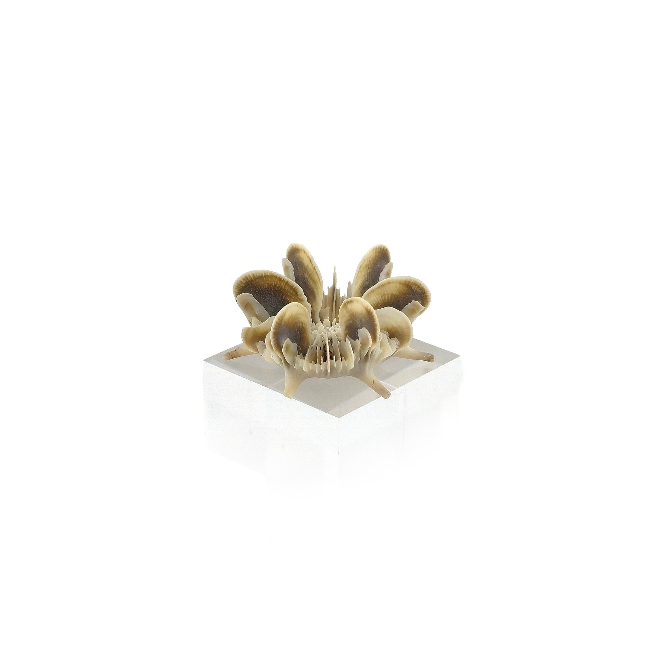 Miniature Shell Flower Sculpture OOAK Maritime Curiosity
