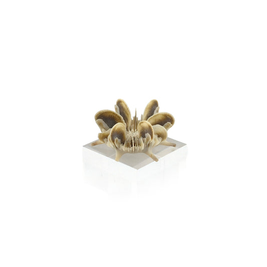 Miniature Shell Flower Sculpture OOAK Maritime Curiosity