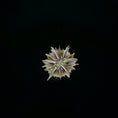 Load image into Gallery viewer, Miniature Shell Flower Sculpture OOAK Maritime Curiosity
