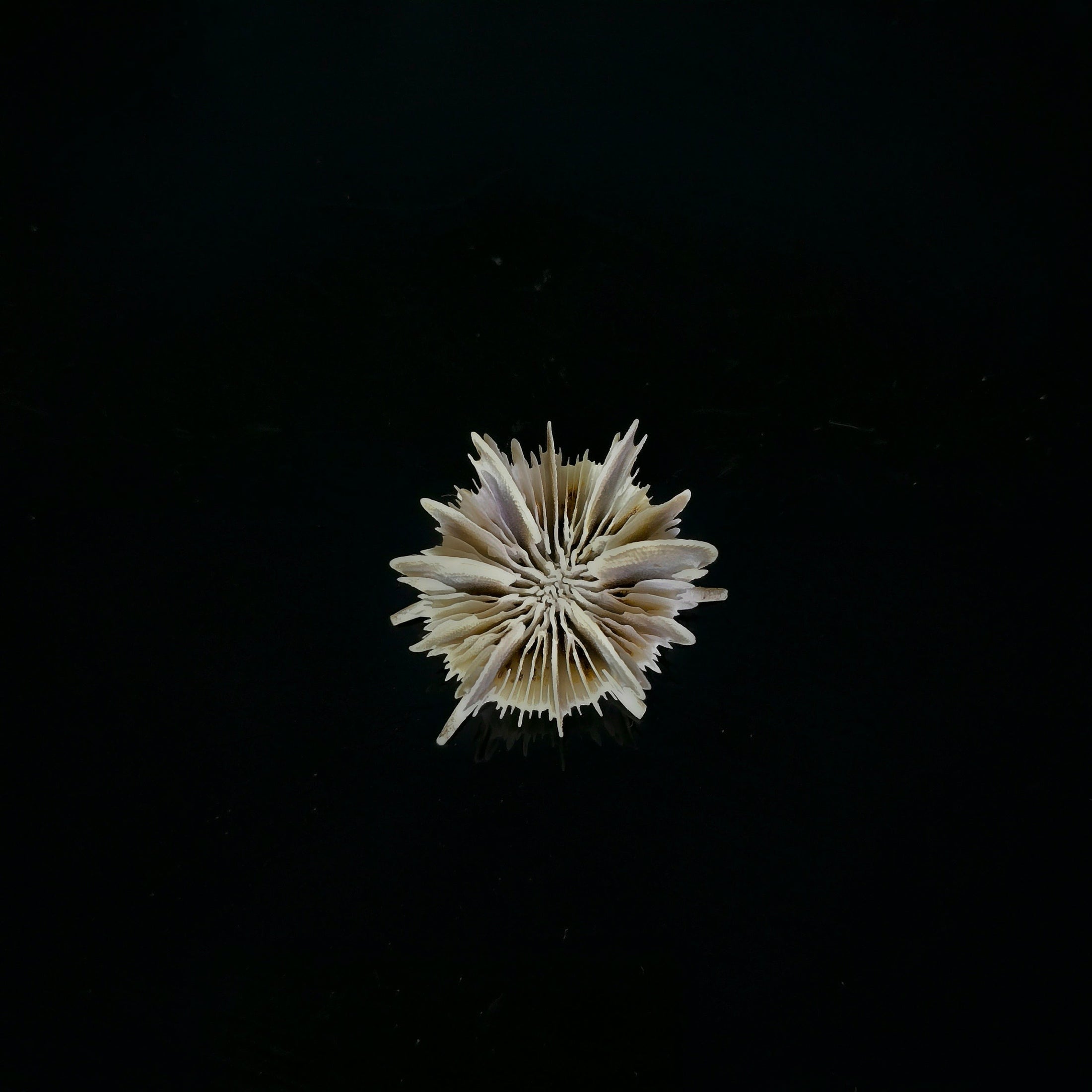Miniature Shell Flower Sculpture OOAK Maritime Curiosity