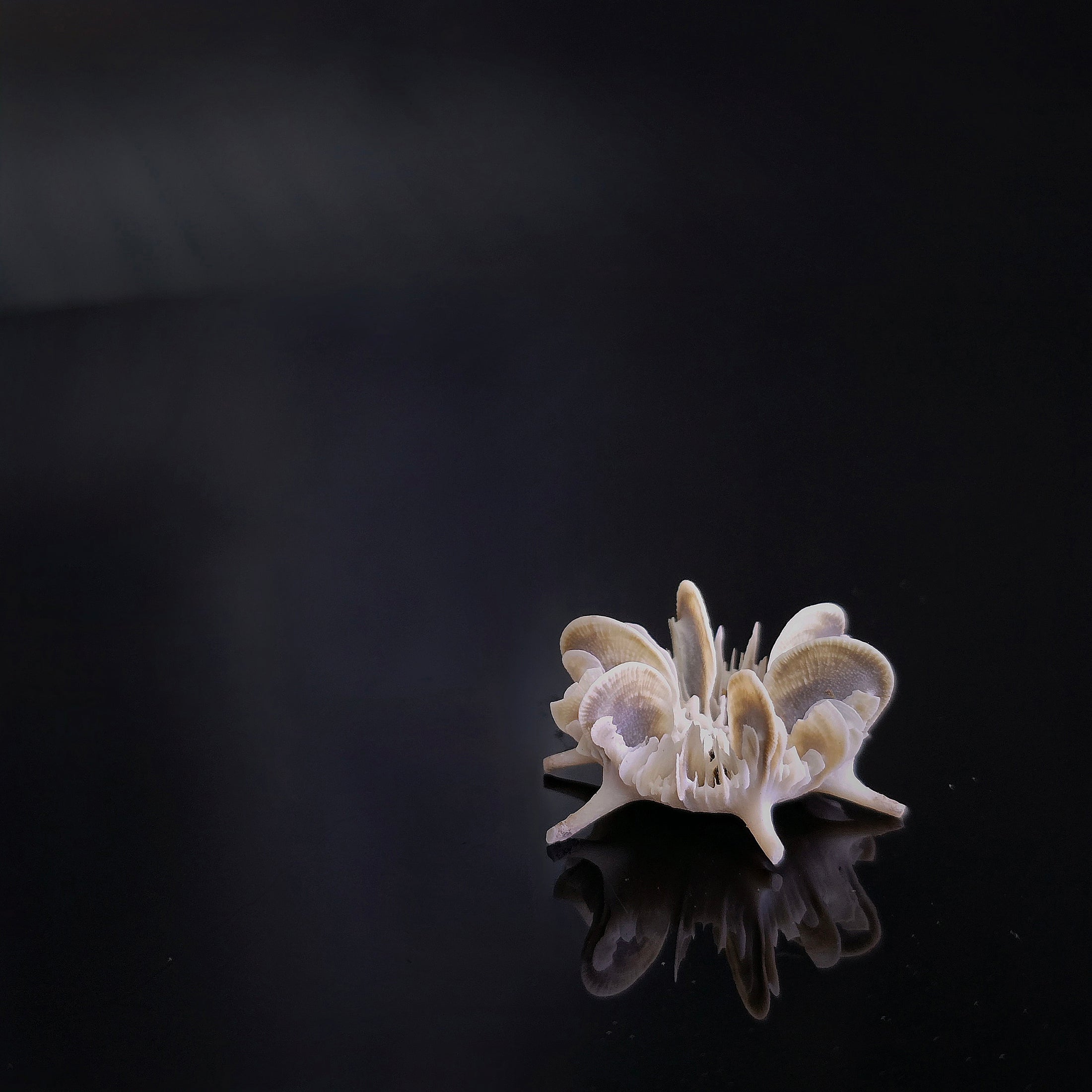Miniature Shell Flower Sculpture OOAK Maritime Curiosity