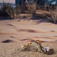 Load image into Gallery viewer, Miniature Coastal Driftwood Seaside Vignette with Crab & Seashells #1

