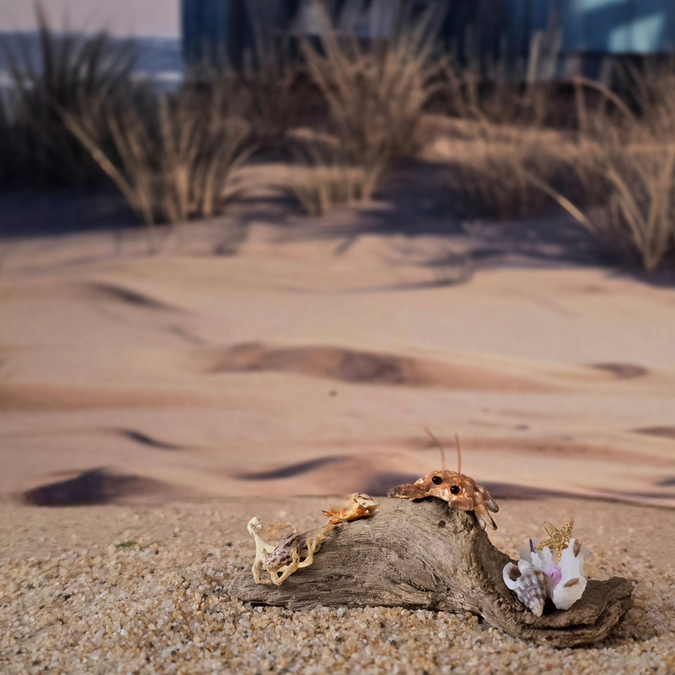Miniature Coastal Driftwood Seaside Vignette with Crab & Seashells #1