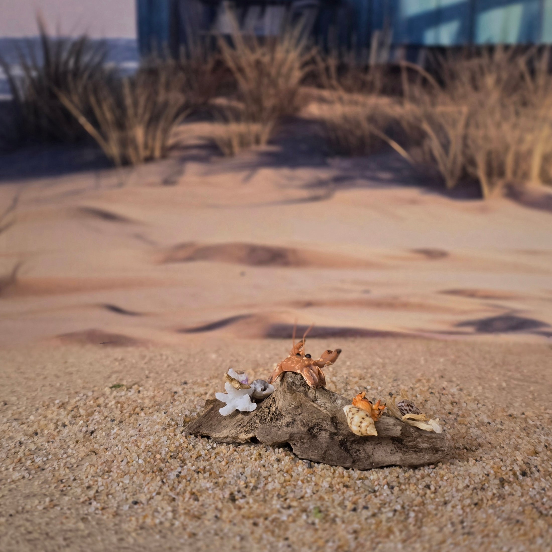 Miniature Coastal Driftwood Seaside Vignette with Crab & Seashells #1