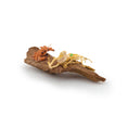 Load image into Gallery viewer, Miniature Coastal Driftwood Vignette with Crab & Shells #2
