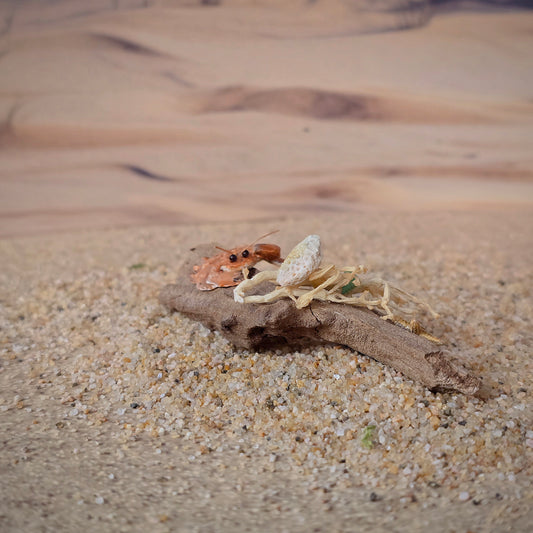 Miniature Coastal Driftwood Vignette with Crab & Shells #2