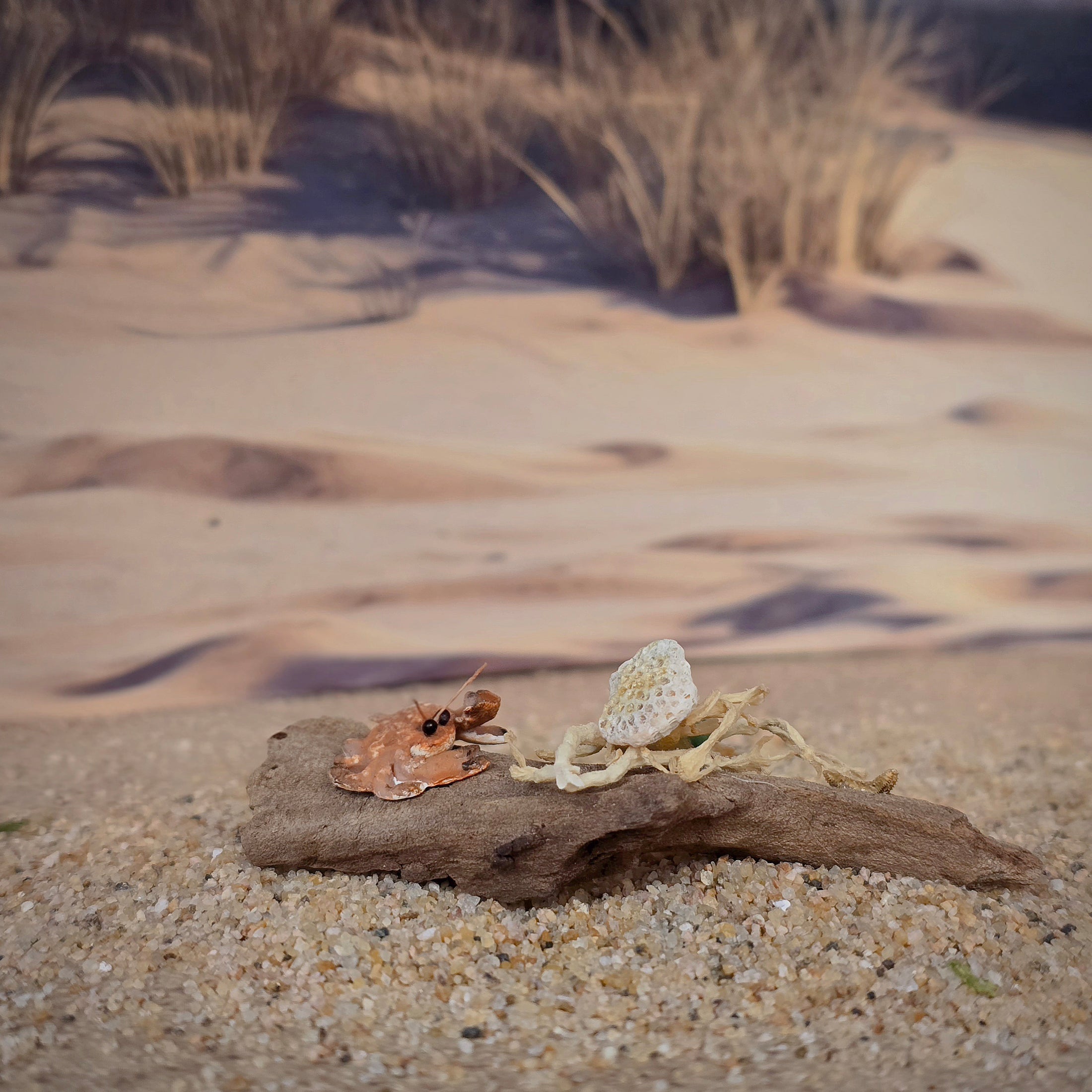Miniature Coastal Driftwood Vignette with Crab & Shells #2